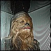 Chewie.JPG